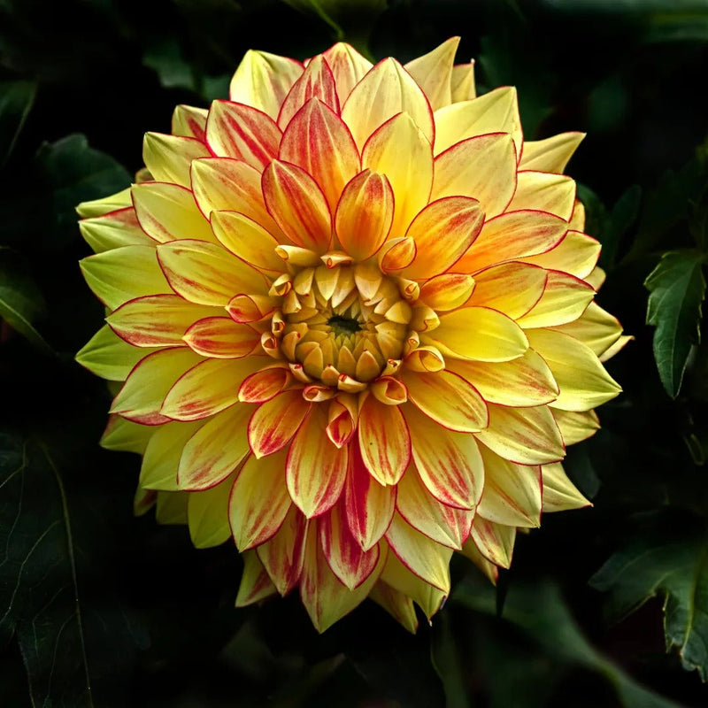 Delightful Dahlia Collection