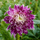 Pramie 18 Dahlia