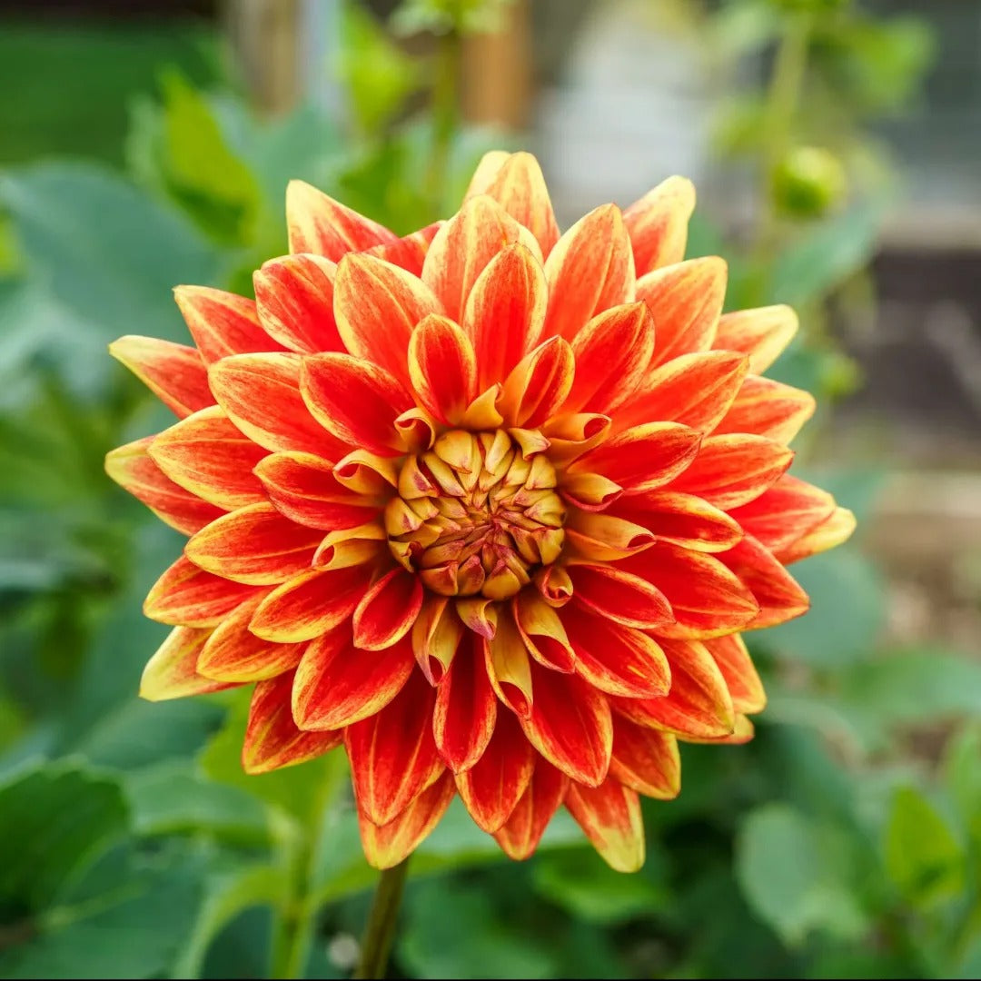 Sun Explosion Dahlia