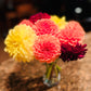 Dinnerplate Dahlia Mix