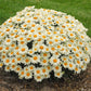 Snow Lady Shasta Daisy