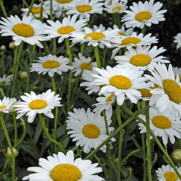 Daisies