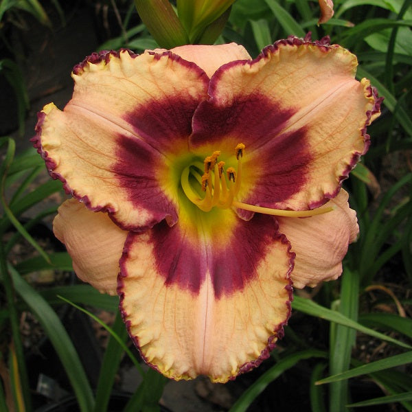 Daring Dilemma daylily