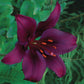 Dark Secret Asiatic Lily