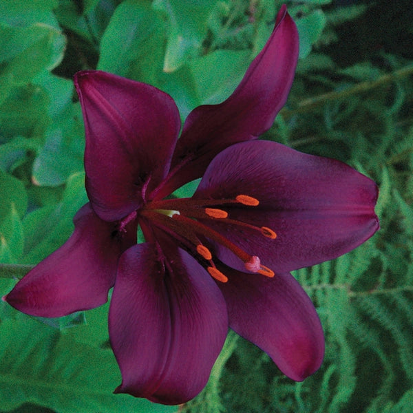 Dark Secret Asiatic Lily