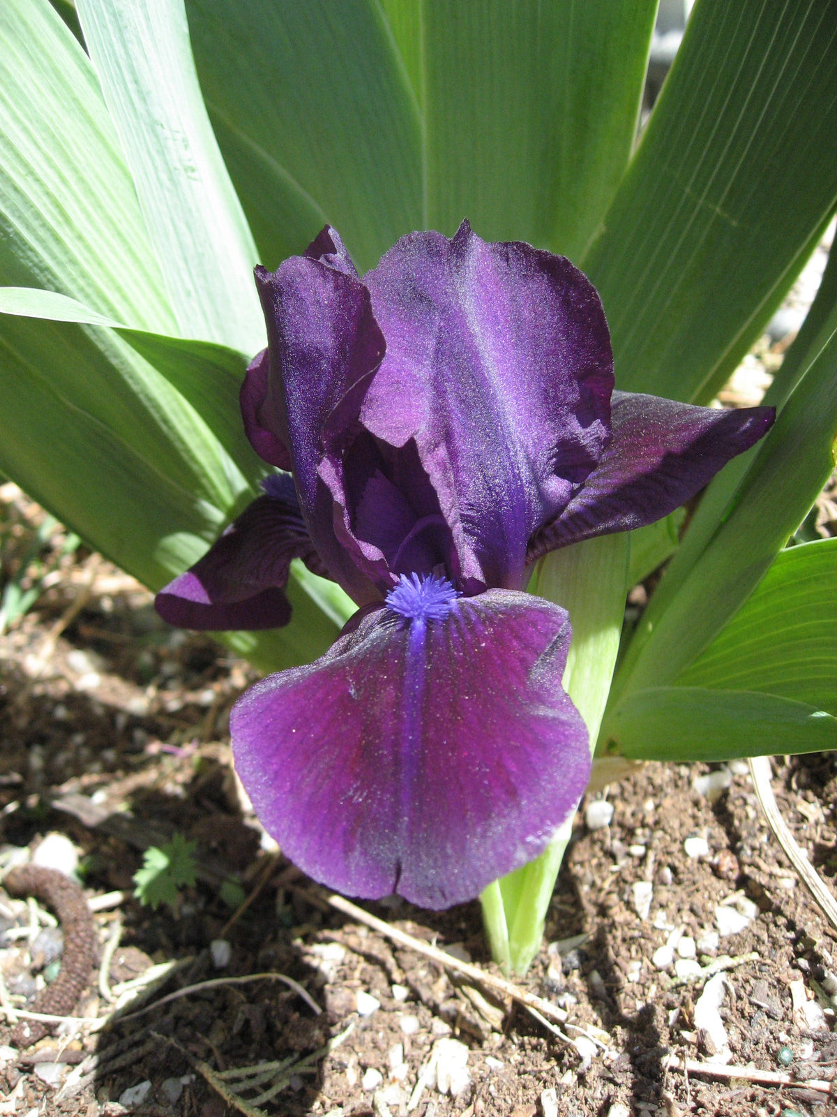 Dark Crystal Dwarf Iris - 50 Pack - Wholesale Exclusive