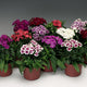 Darling Dianthus