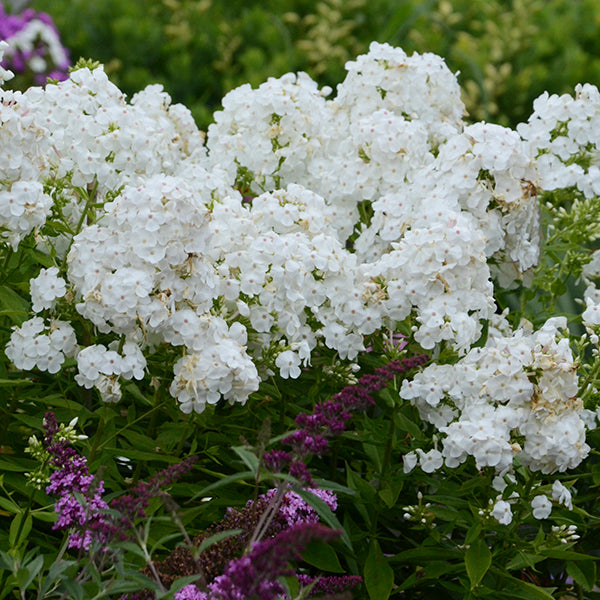 Tall Garden Phlox Collection