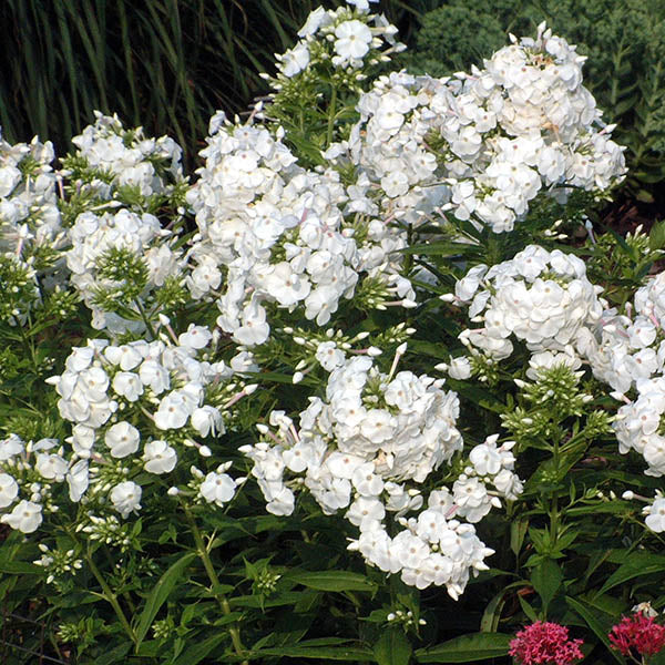 David Tall Garden Phlox