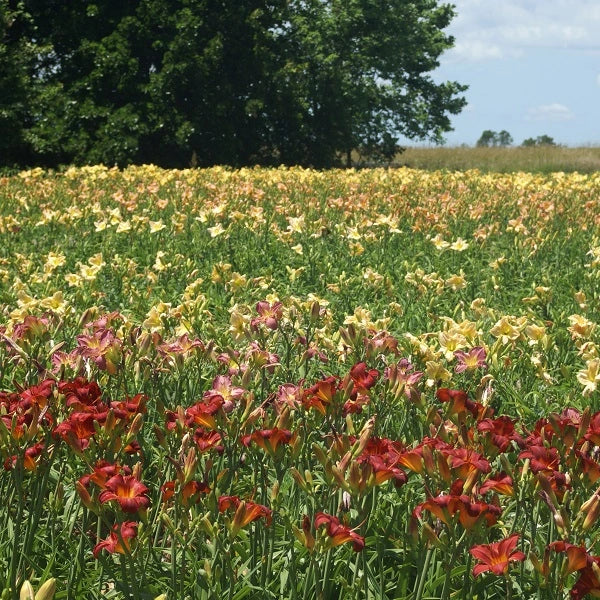 75 Groundcover Daylily