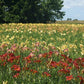 Bouquet of Blooms (10) Daylily