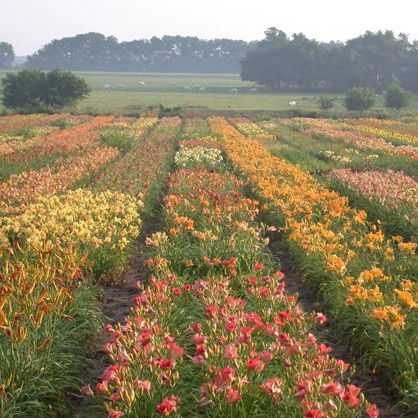 Bouquet of Blooms (10) Daylily