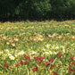 50 Groundcover Daylily