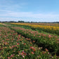 100 Groundcover Daylily