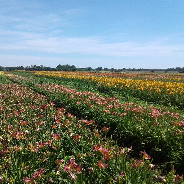 100 Groundcover Daylily