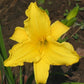 Across the Miles Daylily - Heritage Collection