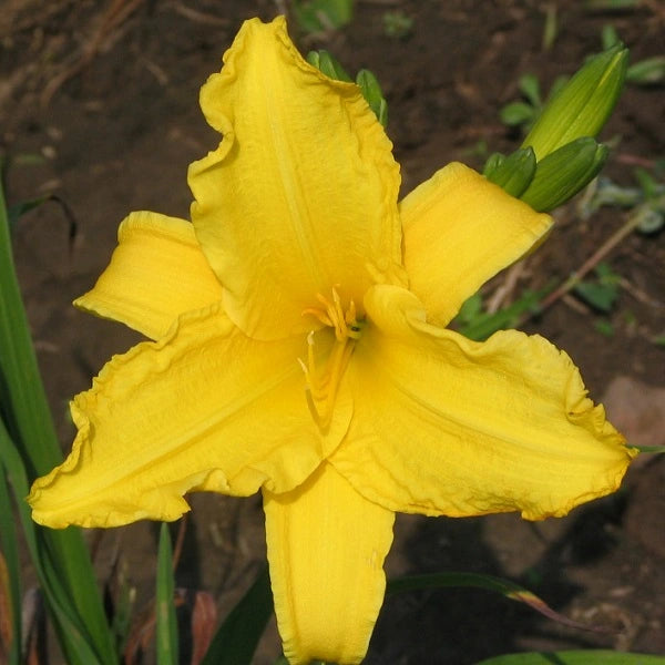 Across the Miles - Daylily