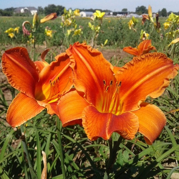 Alabama Jubilee Daylily