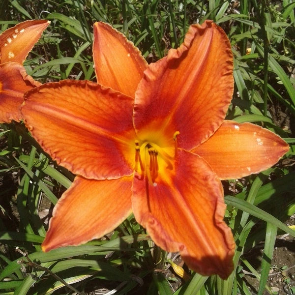 Alabama Jubilee Daylily