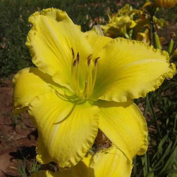 Alpha Centauri - Daylily