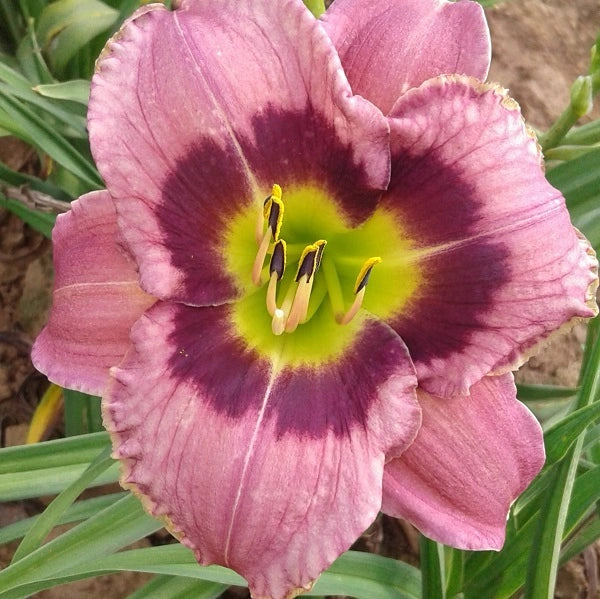 Always Afternoon Daylily