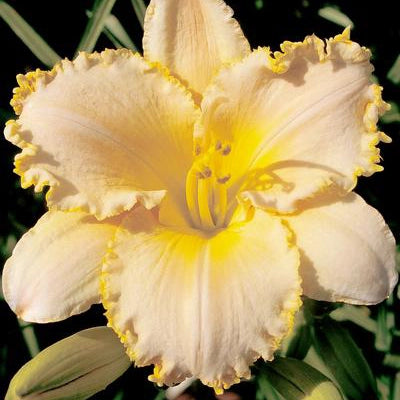 Angels Touch - Daylily