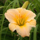 Baby Me Daylily- Heritage Collection