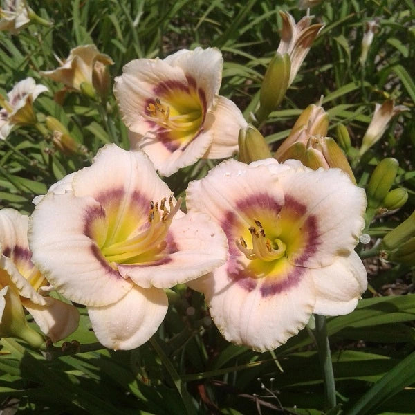 Baby Moon Café Daylily