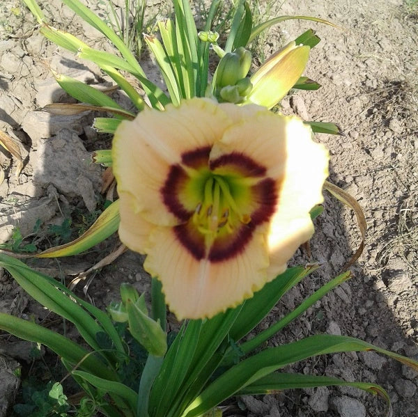 Baby Moon Cafe' Daylily