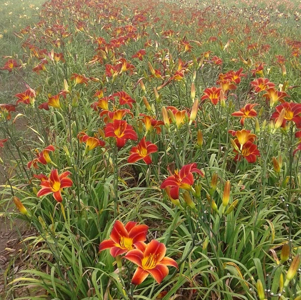 Baja - Daylily