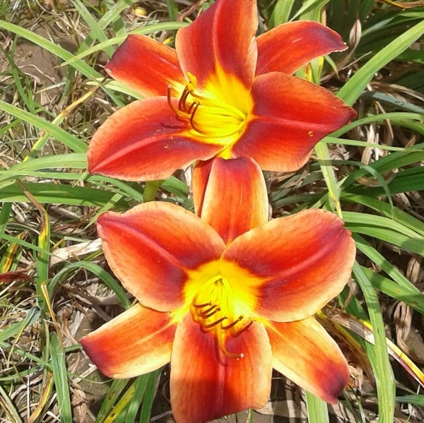 Baja - Daylily