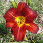 Baja - Daylily