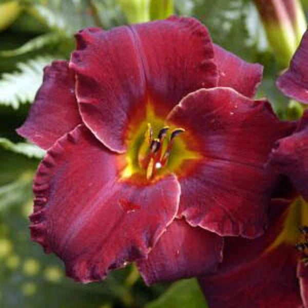 Bama Bound - Daylily