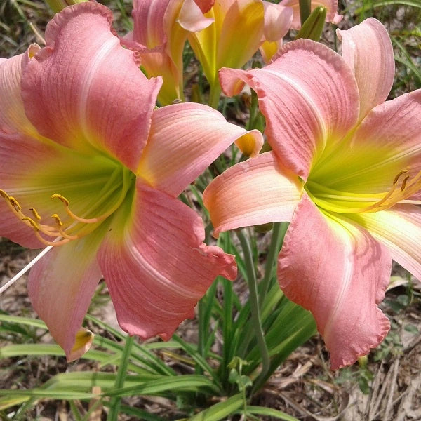 Bama Music Daylily