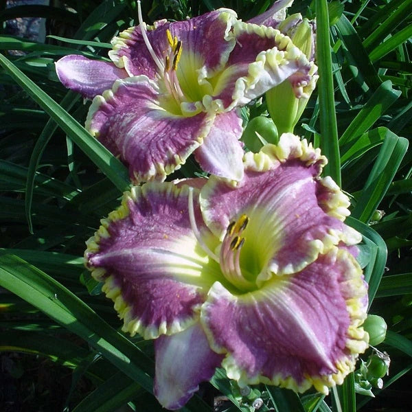 Bestseller Daylily