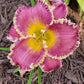 Bettylen - Daylily