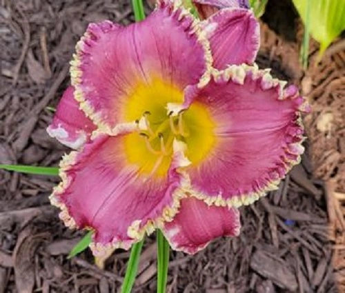 Bettylen - Daylily