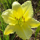 Big Time Happy - Daylily