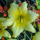 Big Time Happy - Daylily