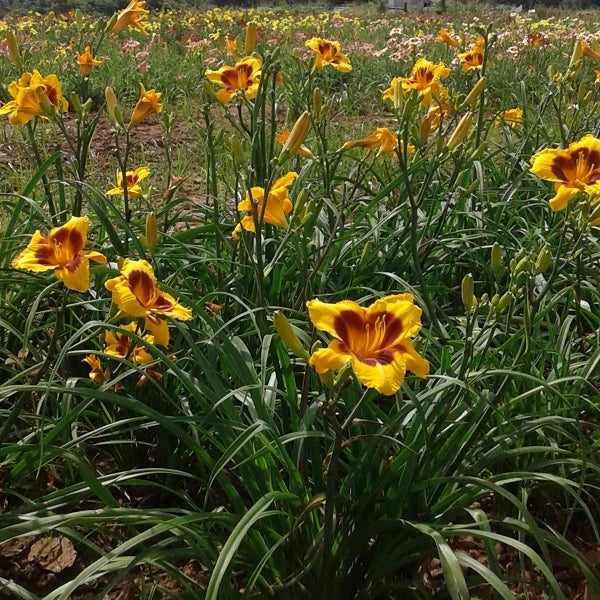 Black Eyed Susan - Daylily