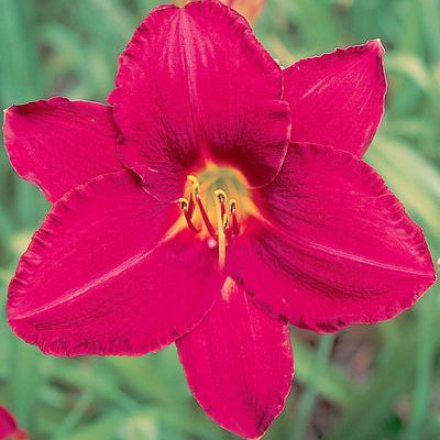 Blaze Spirit Blaze - Daylily