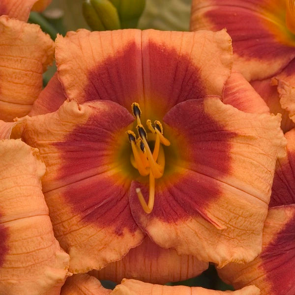 Bold Tiger Daylily