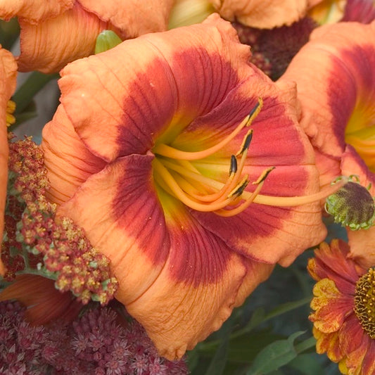 tiger day lily Bold Tiger Daylily
