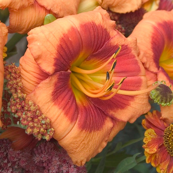 Bold Tiger Daylily