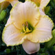 Bridgeton Doll - Daylily