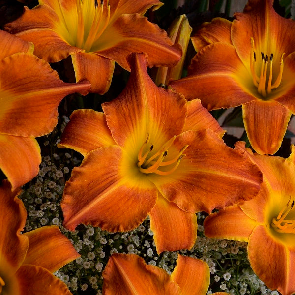 Bright Sunset Daylily