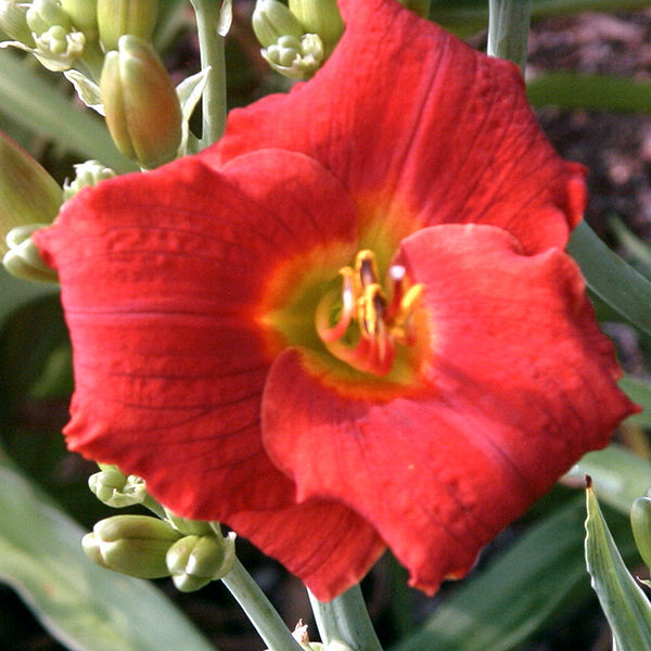 The Good Ol' Days - Red Mix Daylily Bundle - Save $40