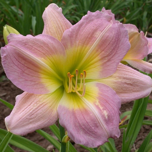 Brooklyn Rose - Daylily