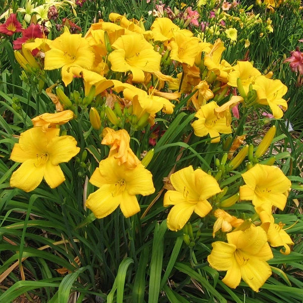 Buttered Popcorn - Daylily