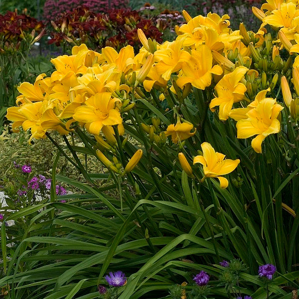 Buttered Popcorn - Daylily